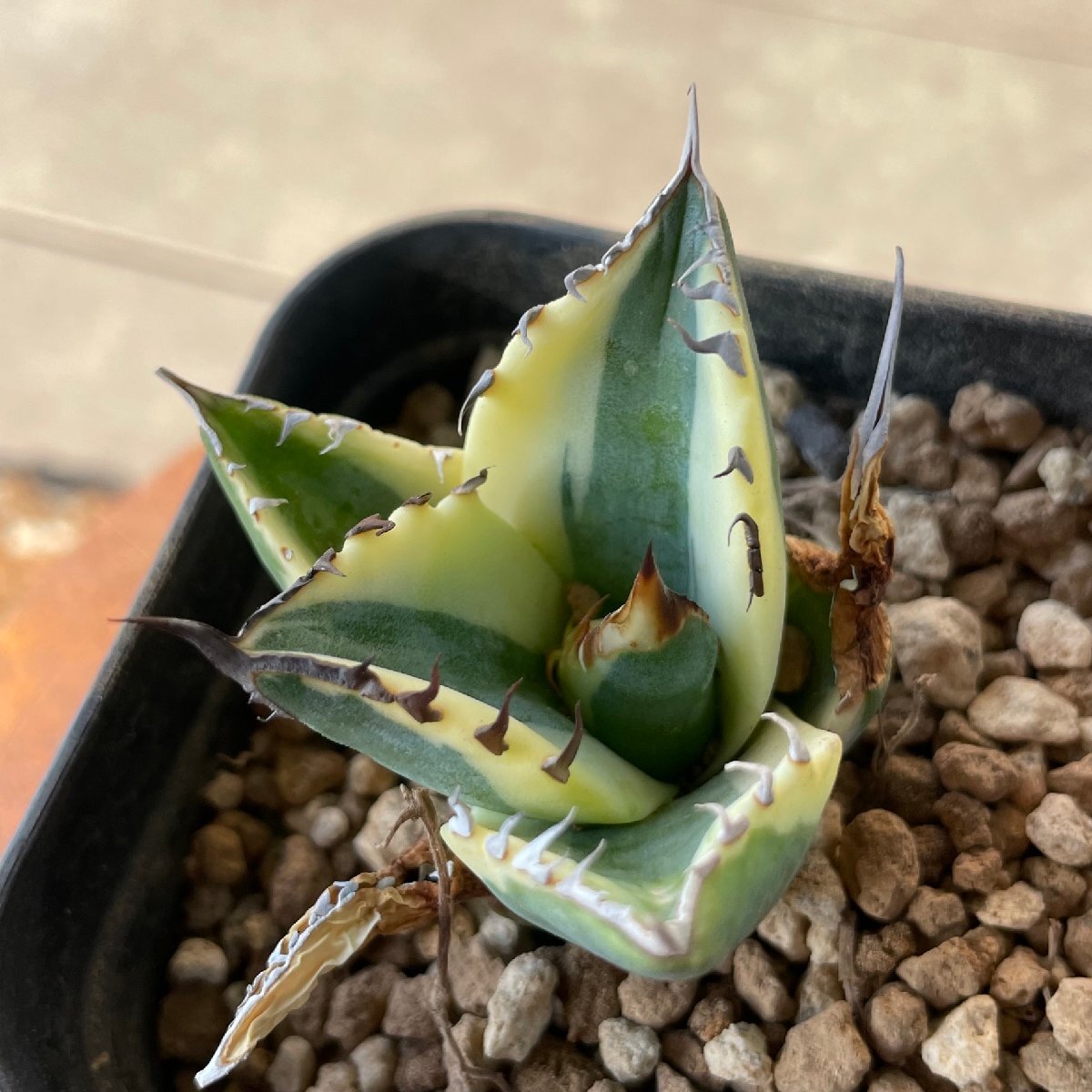 snagru toe s short leaf good type chitanotao terrorism i7cm lCACTUS.TOKYOl