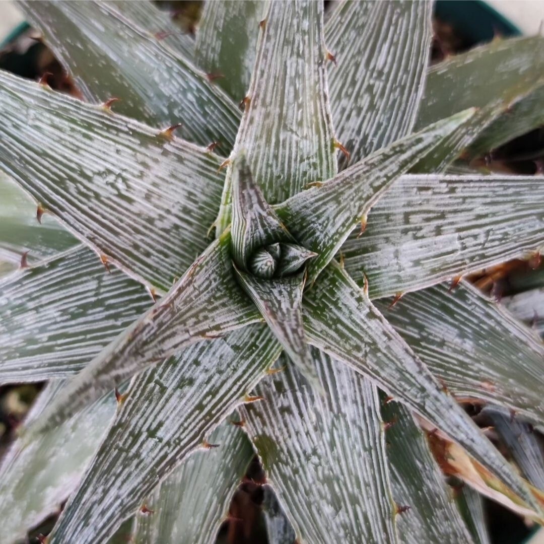 [2 stock set ]ti Kia Dyckia macedoi x braunii.Dyckia macedoi self pollinated seedling