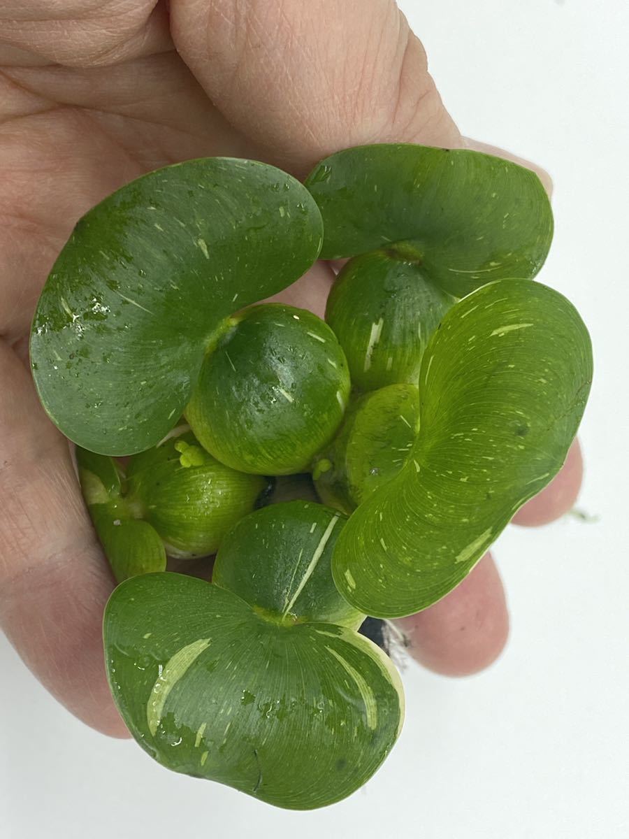 花咲く浮草　ホテイアオイ斑入りタイプ(無農薬　無害虫)(1株)メダカに。_画像1