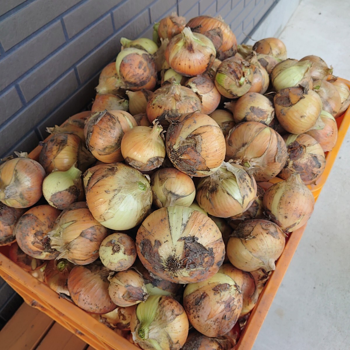 送料無料*静岡県産*新玉ねぎ*5kg*農薬除草剤化学肥料不使用*農家直送*新鮮野菜_画像2