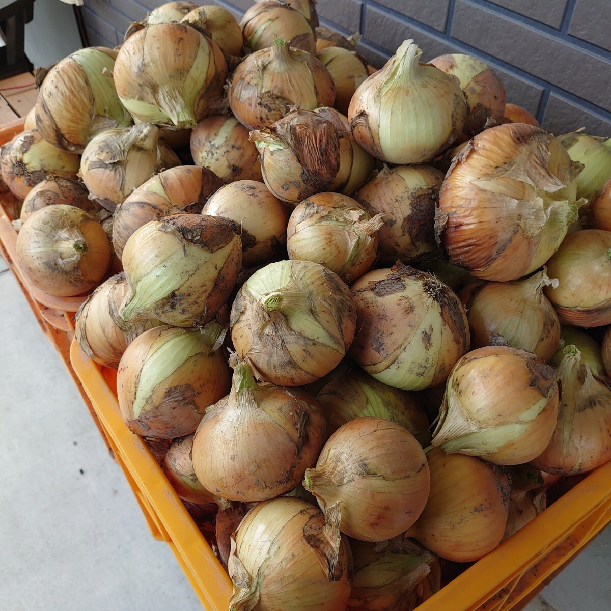 送料無料*静岡県産*新玉ねぎ*5kg*農薬除草剤化学肥料不使用*農家直送*新鮮野菜_画像4