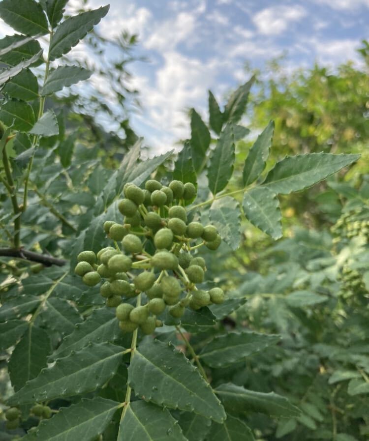 京都府産 山椒の実 無農薬70g|Yahoo!フリマ(旧PayPayフリマ) 京都府産 山椒の実 無農薬70g|Yahoo!フリマ(旧PayPayフリマ)