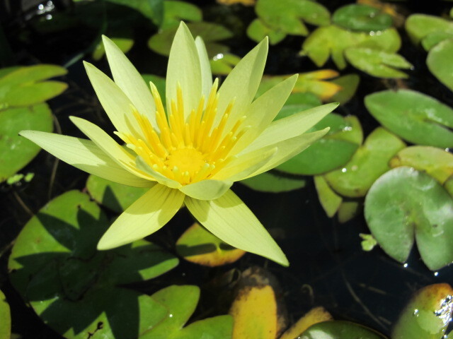 『セントルイス・ゴールド』睡蓮・スイレン・レンコン・蓮・ハス・苗・水生植物・花蓮_開花見本