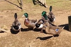 食用・マガモの有精卵2個_画像2