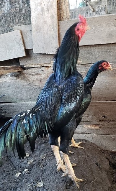  black kind large army chicken. have . egg 5 piece ( meal for possible )( prompt decision .1 piece guarantee )