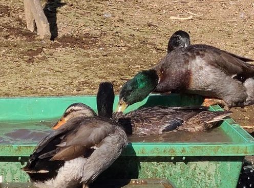 食用・マガモの有精卵2個_画像1