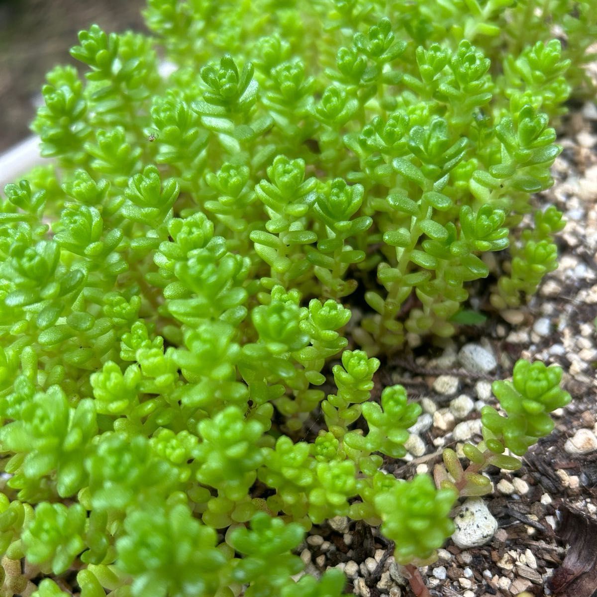 多肉植物　セダム　オカタイトゴメ　カット苗