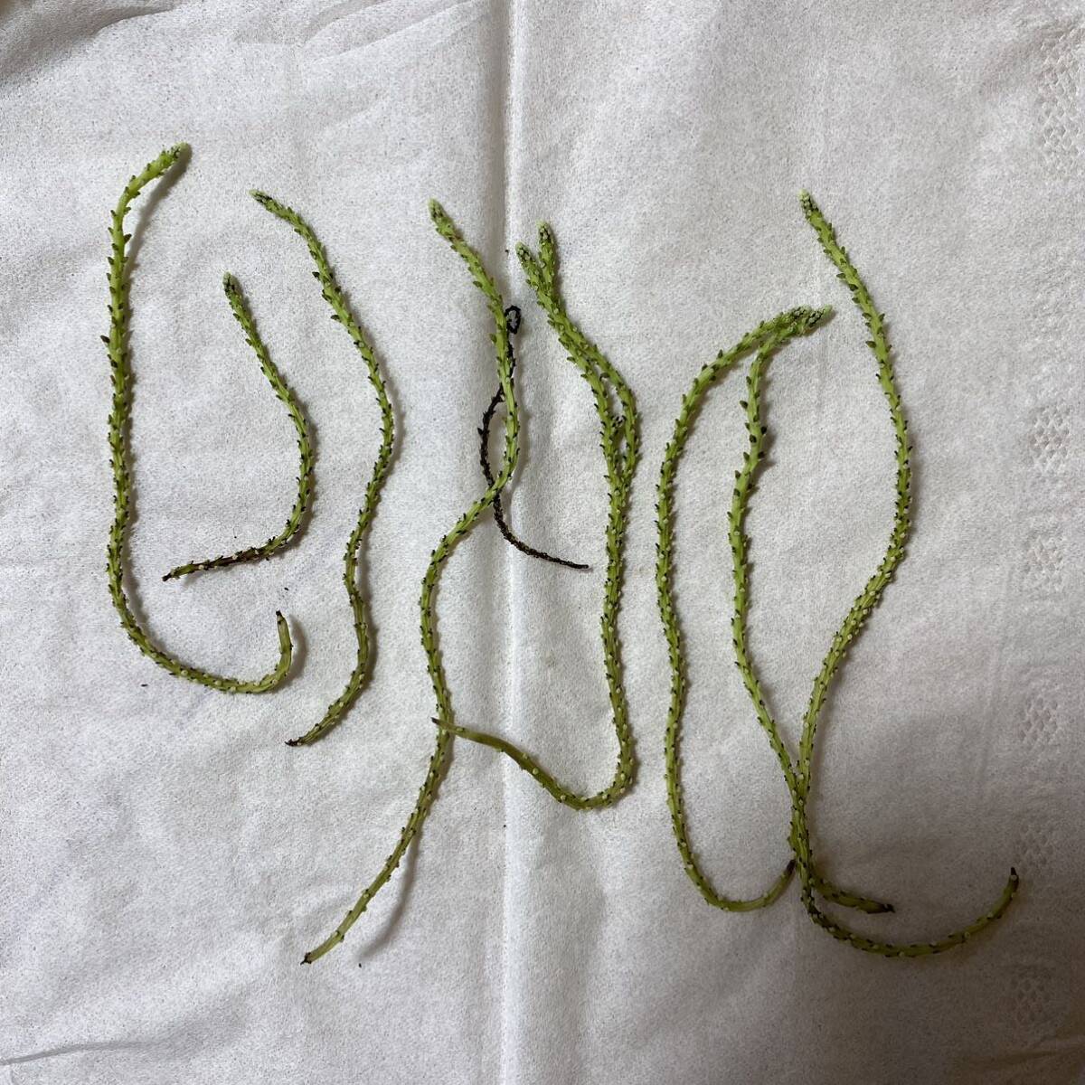 【今期ラスト】 peperomia cf. andina 種子 塊根植物・多肉植物　ペペロミア cf. アンディナ_画像3