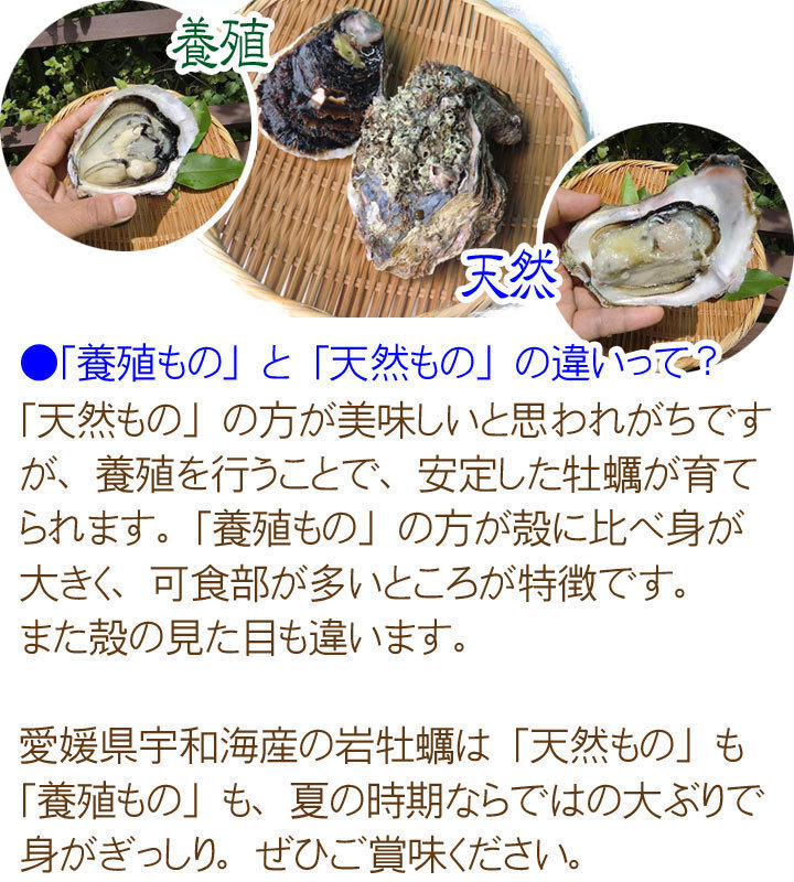 岩牡蠣 （200~250g×5個） 養殖 愛媛 （期間限定 5月中旬～8月末） 送料無料 北海道/沖縄/東北は別途送料 宇和海の幸問屋_画像3