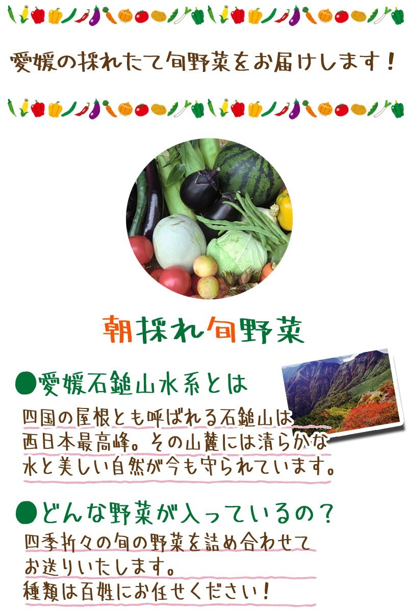 Ehime 100 .. leaving a decision to someone else morning ... vegetable 6-8 goods stone . mountain series agriculture ground. . pesticide vegetable agriculture ground from direct delivery free shipping . peace sea. . wholesale store 