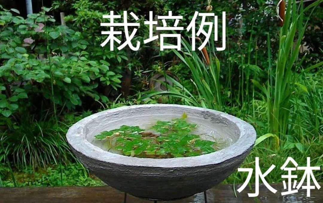 ヒシ　4個　ビオトープやガーデニング池の浮草　水鉢の水草等　多少の水質浄化にも_画像4