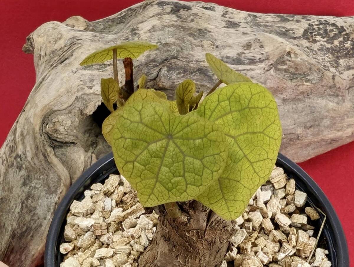 塊根植物  stephania hayata ステファニア セファランサ ハヤタ X-49 の画像8