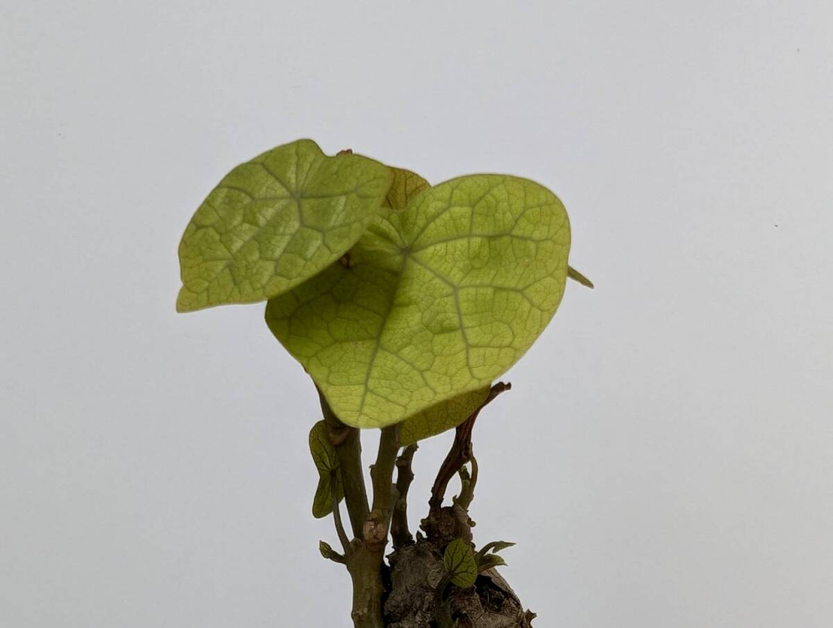 塊根植物  stephania hayata ステファニア セファランサ ハヤタ X-49 の画像9