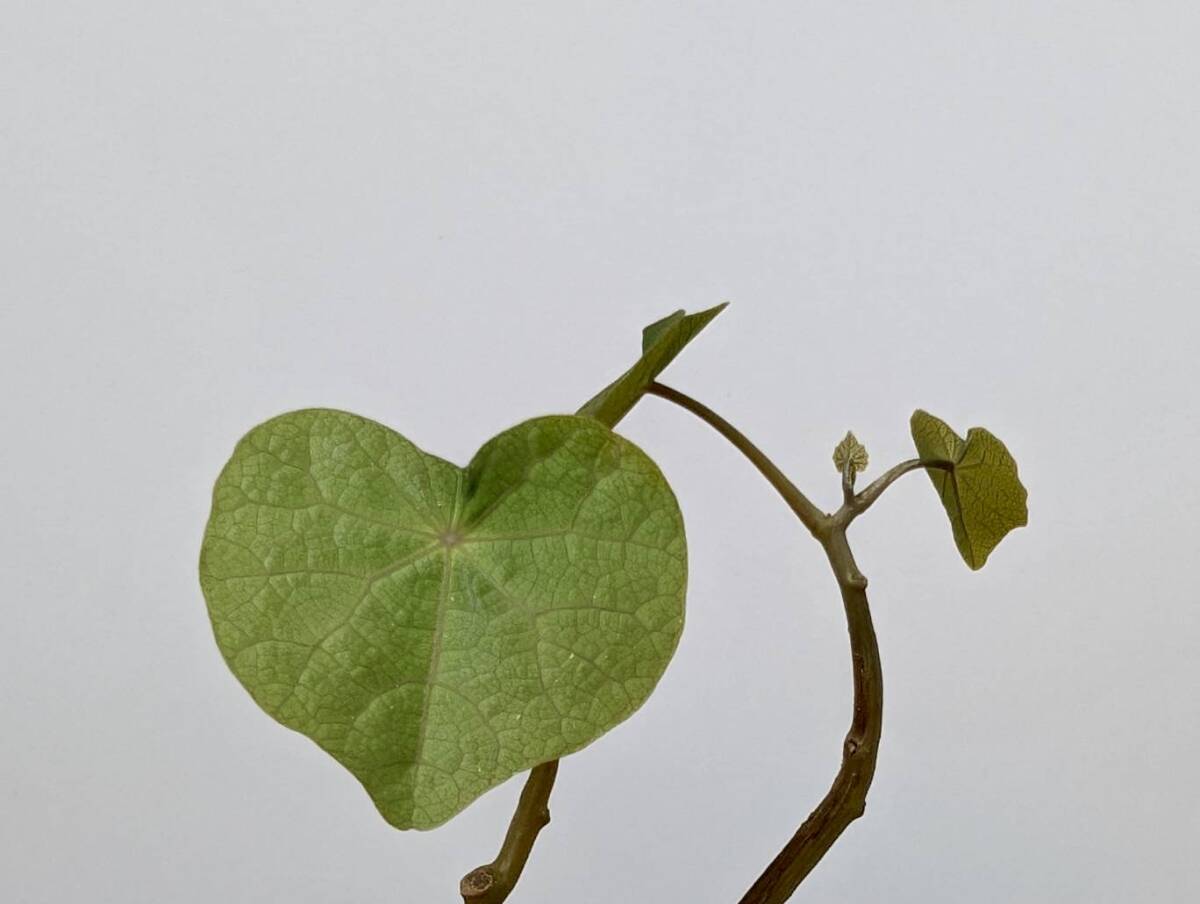 塊根植物  stephania hayata ステファニア セファランサ ハヤタ X-51の画像7