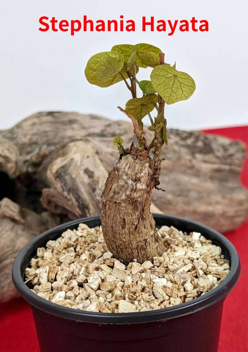 塊根植物  stephania hayata ステファニア セファランサ ハヤタ X-49 の画像1