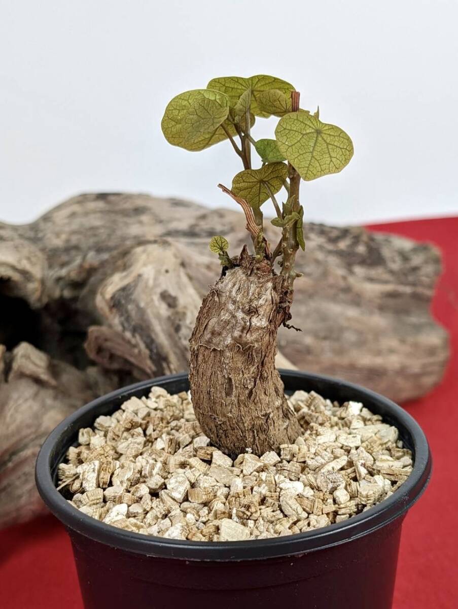 塊根植物  stephania hayata ステファニア セファランサ ハヤタ X-49 の画像5