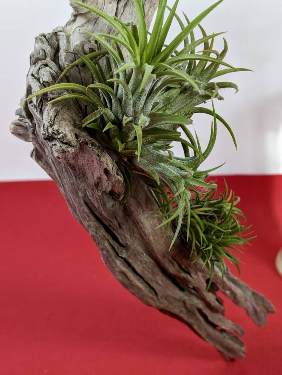 tillandsia ionantha ティランジア イオナンタ 流木付き 吊っておしゃれにインテリア X-73の画像6