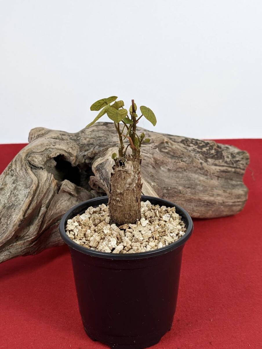 塊根植物  stephania hayata ステファニア セファランサ ハヤタ X-49 の画像3