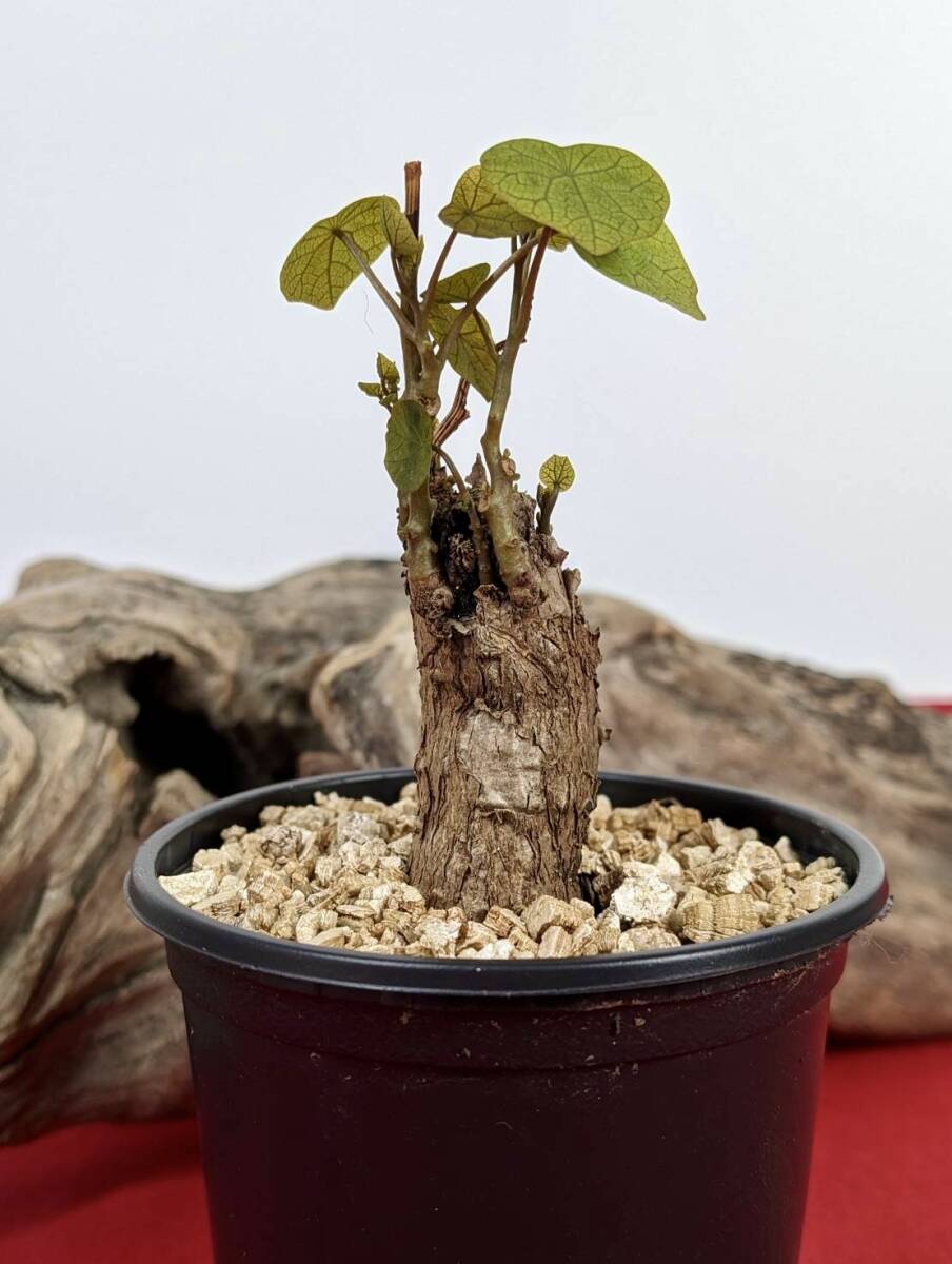 塊根植物  stephania hayata ステファニア セファランサ ハヤタ X-49 の画像4