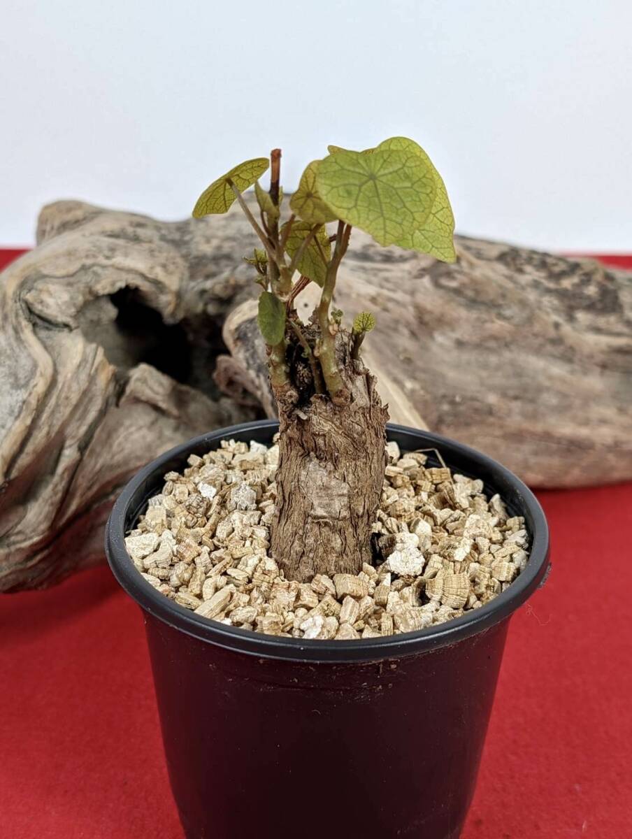 塊根植物  stephania hayata ステファニア セファランサ ハヤタ X-49 の画像6