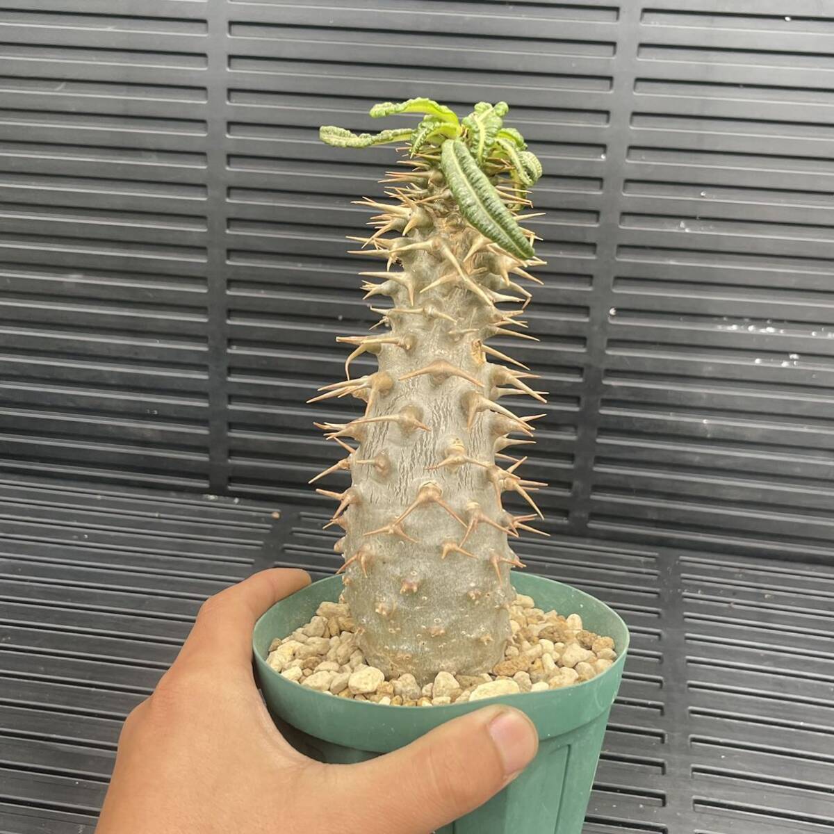 500円スタート!! パキポディウム-アンボンゲンセ 現地球 発根済 Pachypodium ambongense_画像5