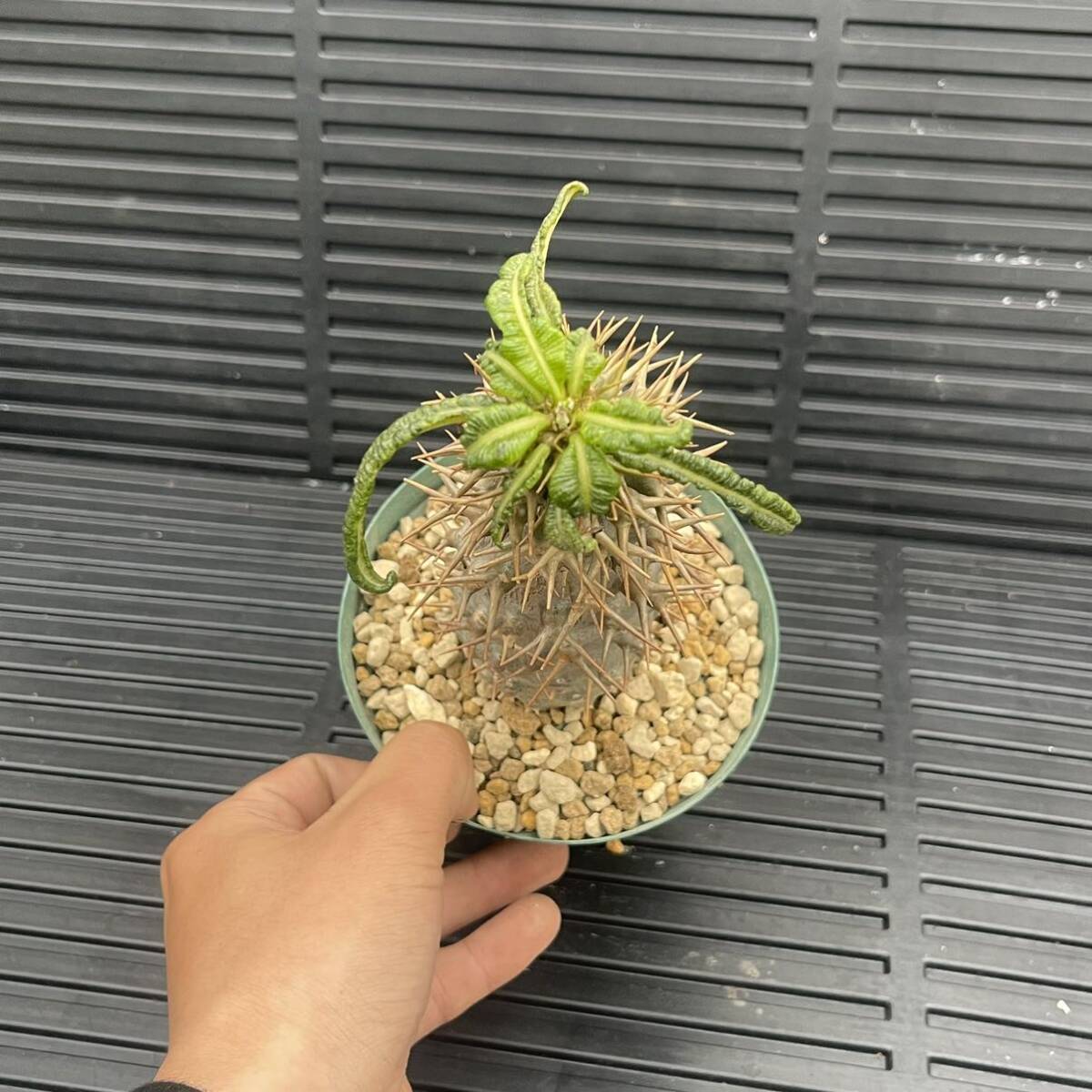 500円スタート!! パキポディウム-アンボンゲンセ 現地球 発根済 Pachypodium ambongense_画像6