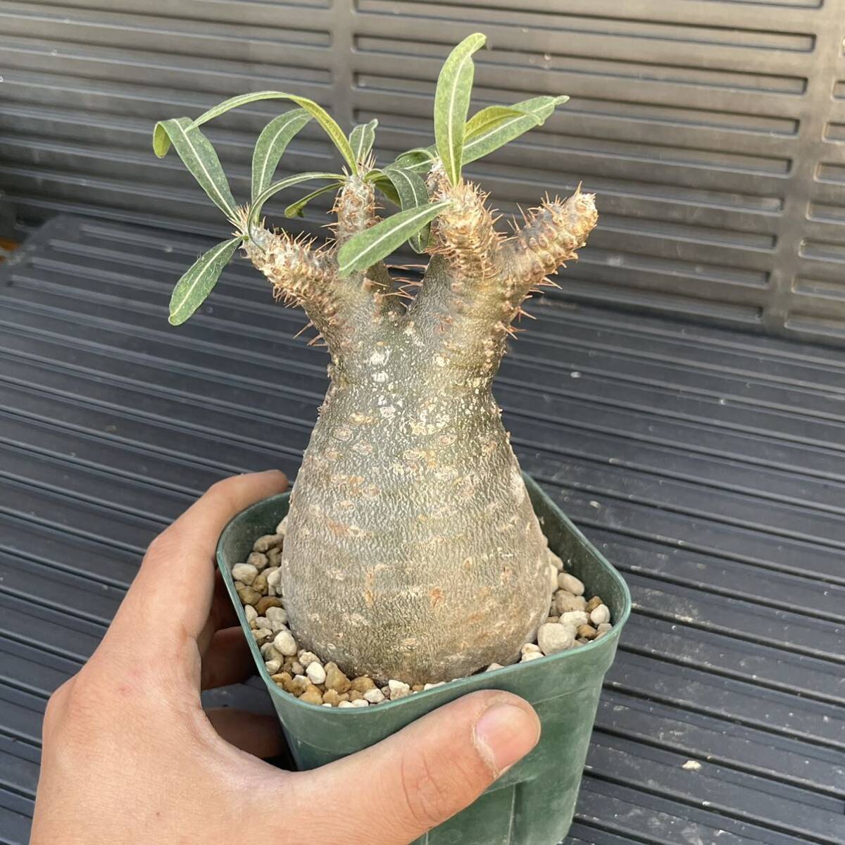 500 иен старт!! Pachypodium-rosulatum var. graciliuspakipotium-gla сверло s3.5 размер горшок на месте лампочка departure корень завершено . корень растения ko- Dex 