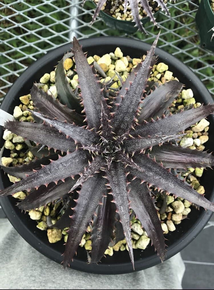 500 иен старт!! Dyckia-Silverlining F1ti Kia - серебряный подкладка F1