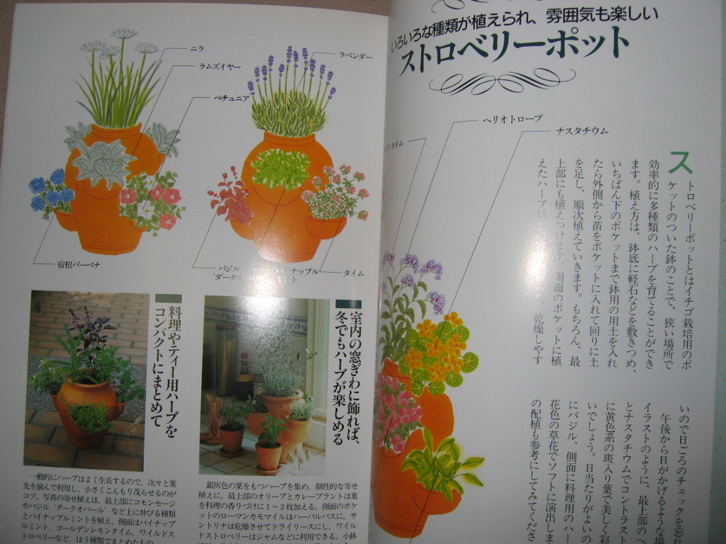 ヤフオク はじめてのハーブ作り 楽しむ 利用する 育て ヤフオク はじめてのハーブ作り 楽しむ 利用する 育て