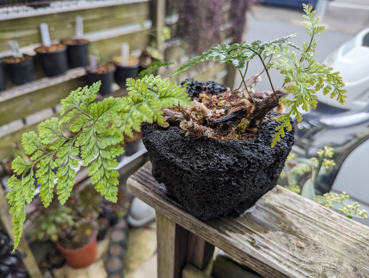 トキワシノブ溶岩鉢付け 小品盆栽