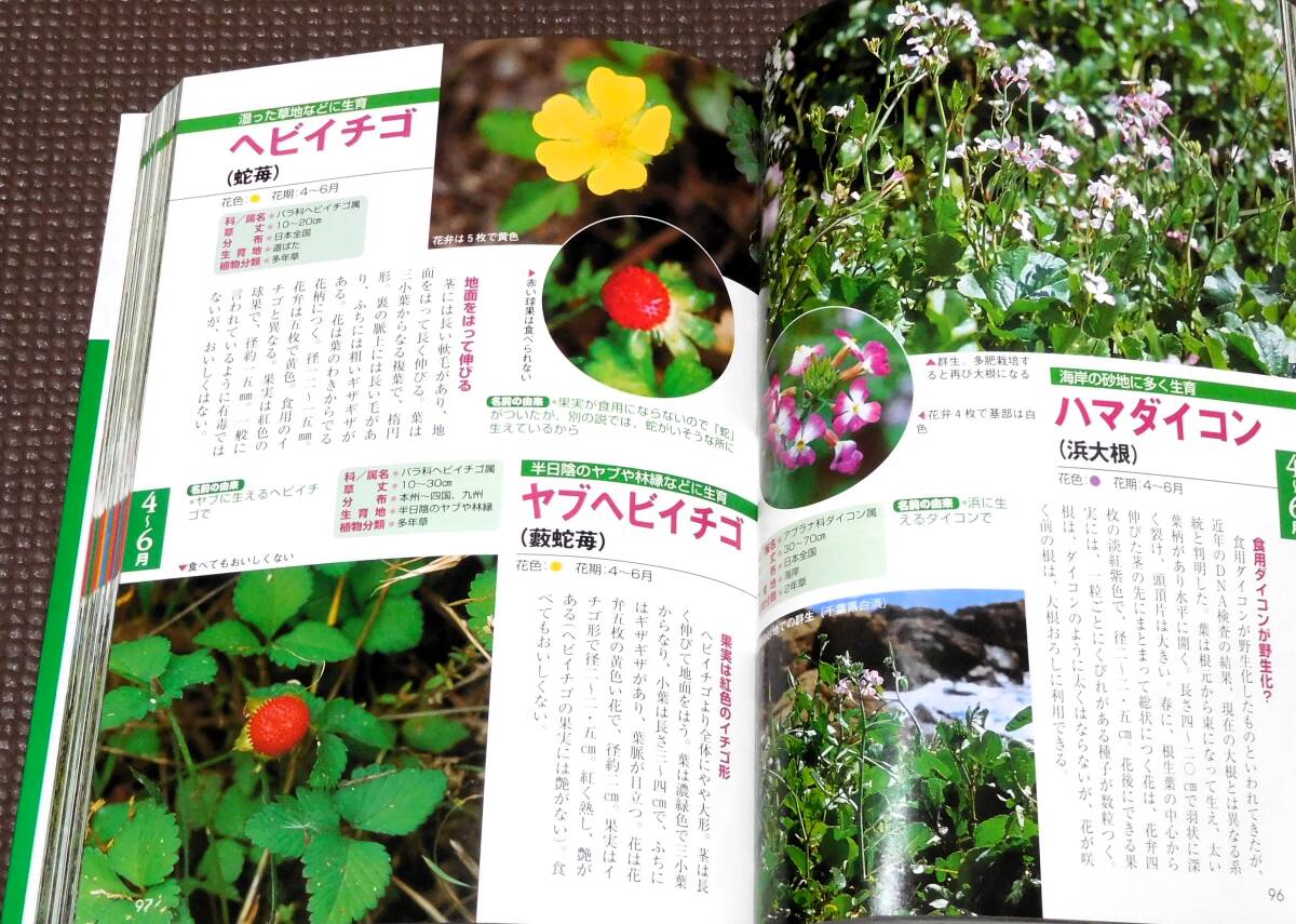  wild grasses *.. field guide .... four season. . flower 478 kind all color 1 jpy ~