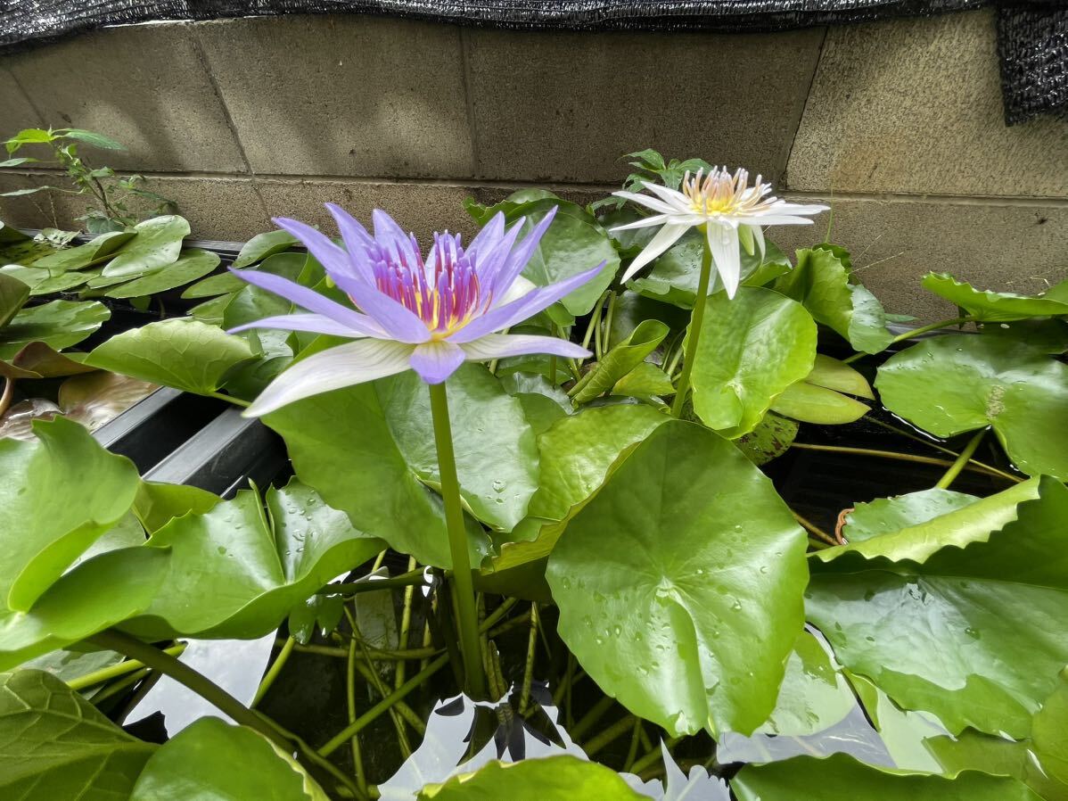 korolata. obi . water lily Africa production. . kind biotope aquatic . obi water lily . obi . water lily water lily water lily 