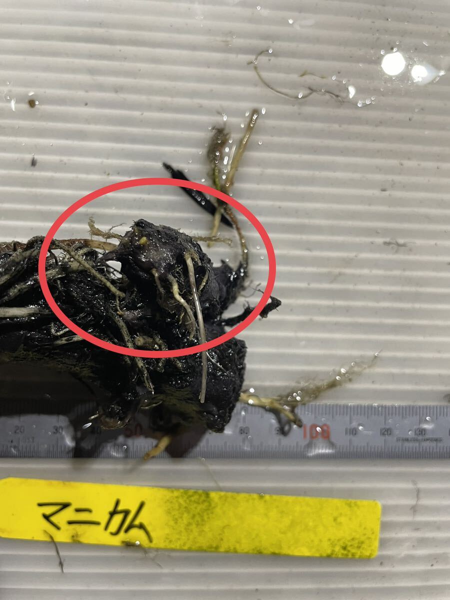 脇目多数 マニカム 温帯睡蓮 耐寒性睡蓮 睡蓮  ビオトープ 水生 熱帯睡蓮 睡蓮 スイレンの画像6