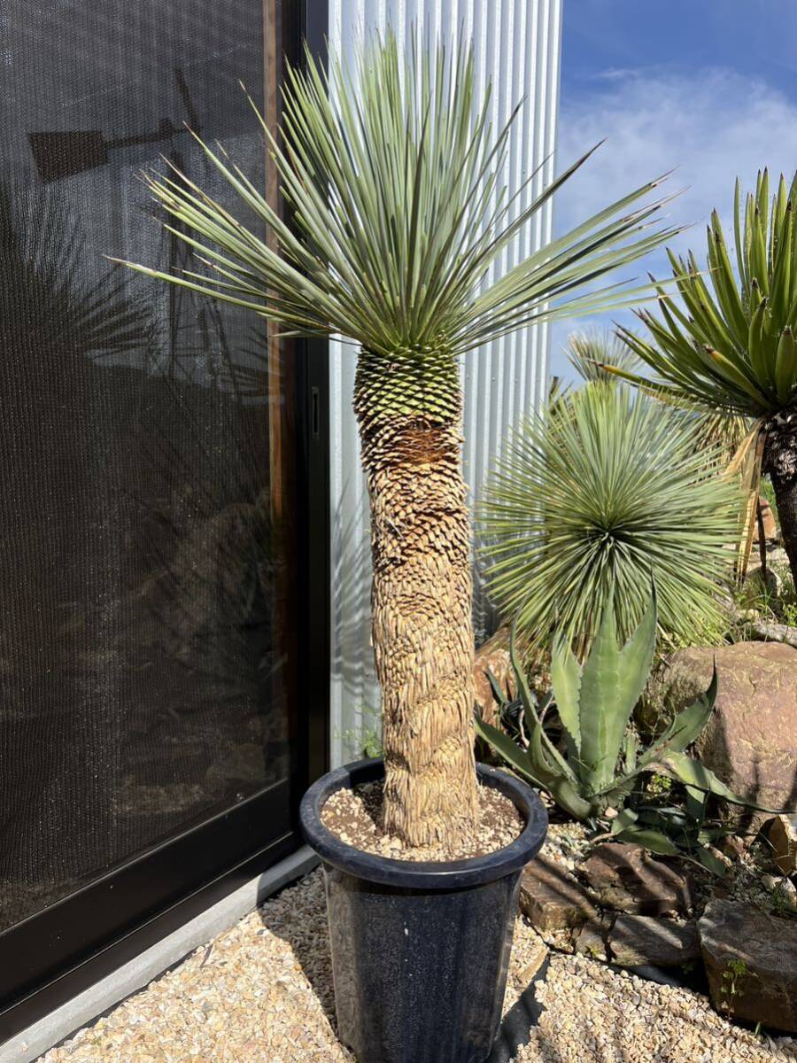 ユッカ ロストラータ Yucca rostrata ①太株_画像3