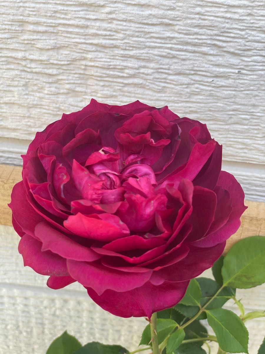 超大レア薔薇苗　強香　開花株　植え替えでから発送させて頂いてます