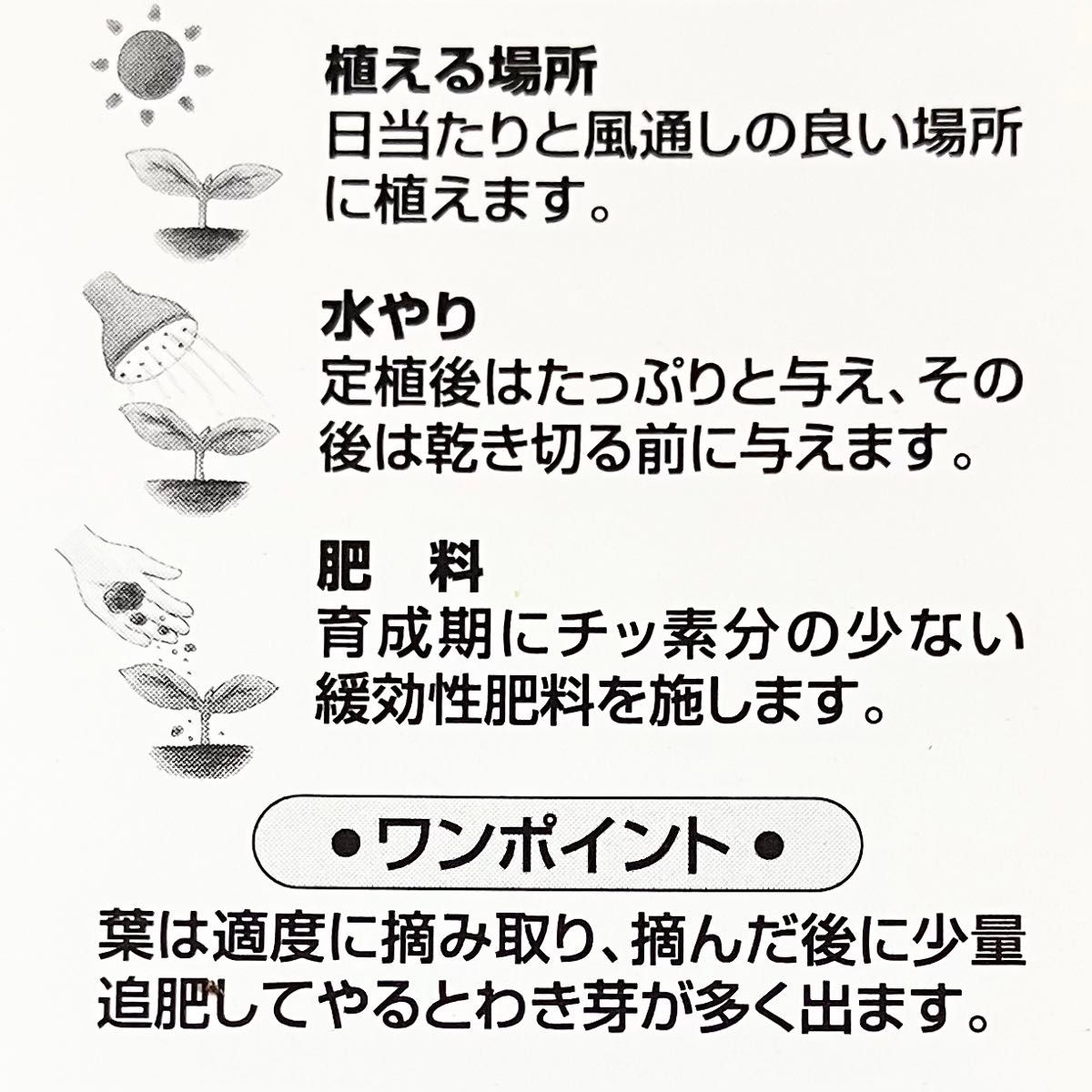 バジル　苗　3本　23区から発送