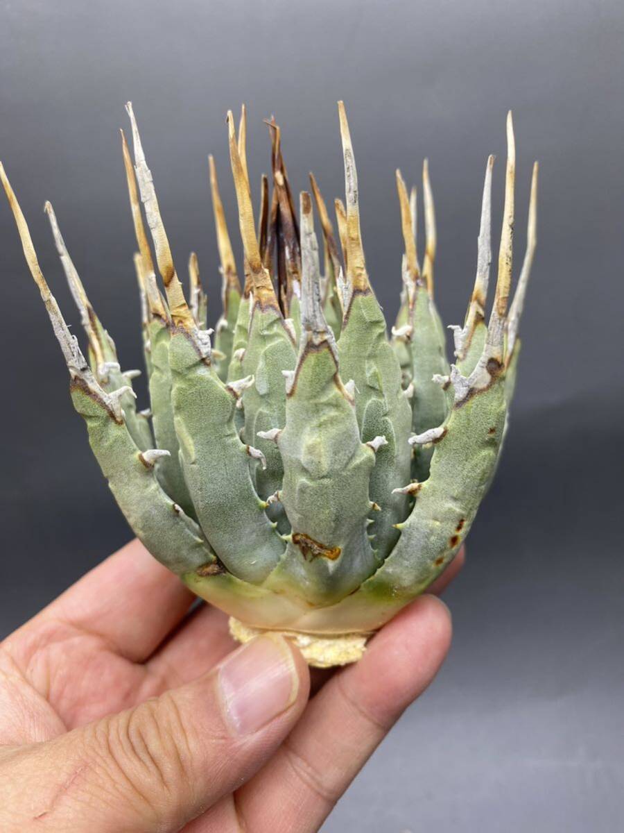 S0430-46【厳選】陽炎蕾形厚肉粗曲棘 アガベ ユタエンシス Agave utahensis 美株 _画像1