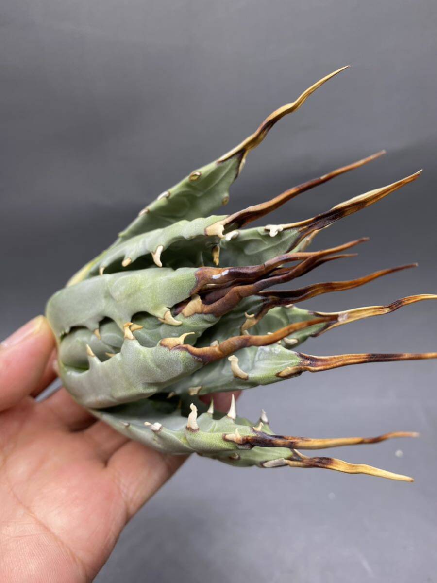 S0430-47【厳選】陽炎蕾形厚肉粗曲棘 アガベ ユタエンシス Agave utahensis 美株 _画像4