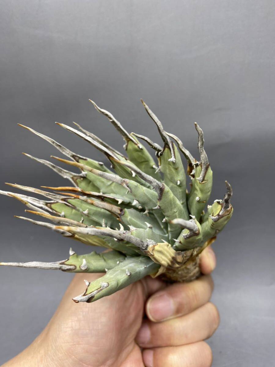 S0510-11【厳選】陽炎蕾形厚肉粗曲棘 アガベ ユタエンシス Agave utahensis 美株 _画像6