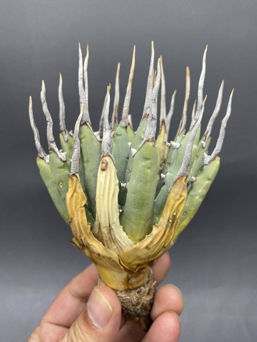 S0510-11【厳選】陽炎蕾形厚肉粗曲棘 アガベ ユタエンシス Agave utahensis 美株 _画像1