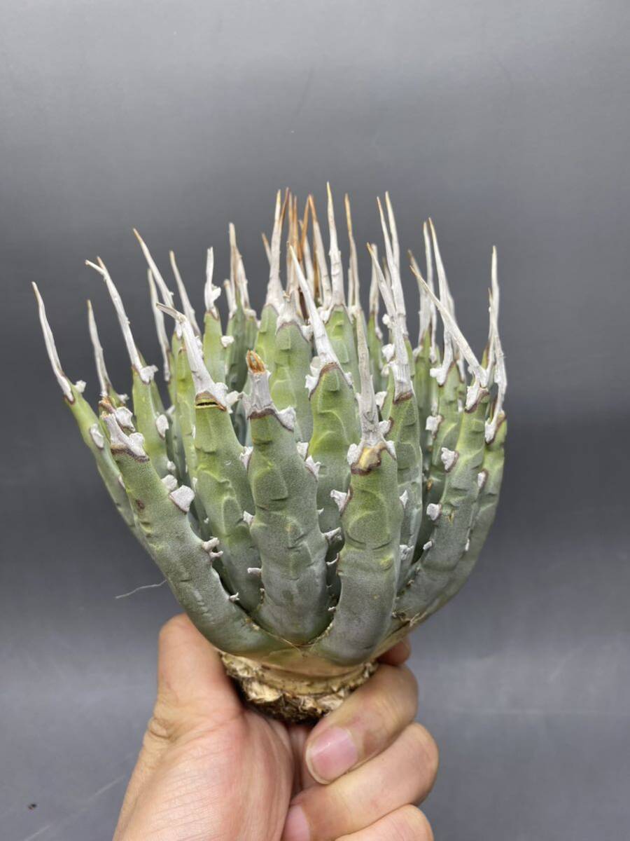 S0510-13【厳選】陽炎蕾形厚肉粗曲棘 アガベ ユタエンシス Agave utahensis 美株 _画像2