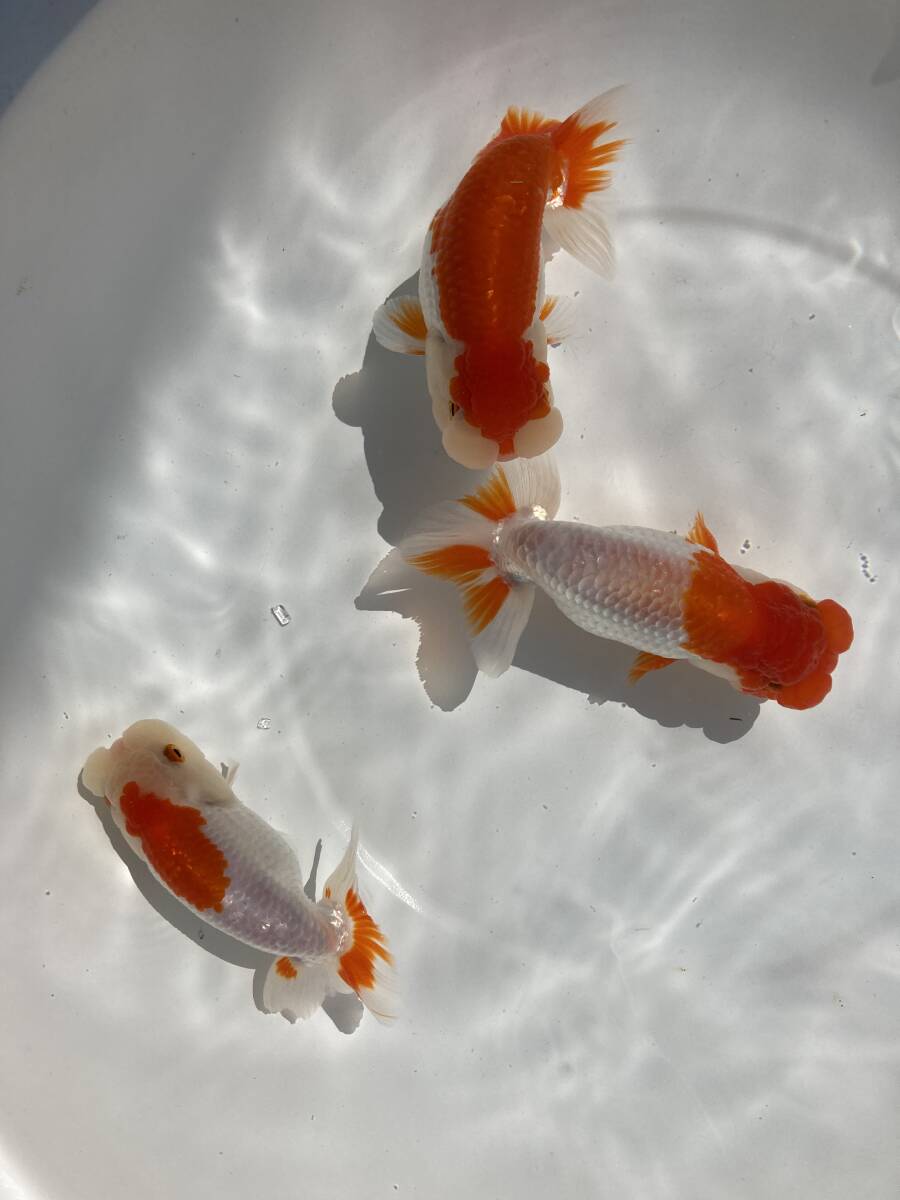u. orchid ..2023 year higashi Ozeki, west taking . acquisition fish. direct . approximately 4. rom and rear (before and after) 90 pcs +α