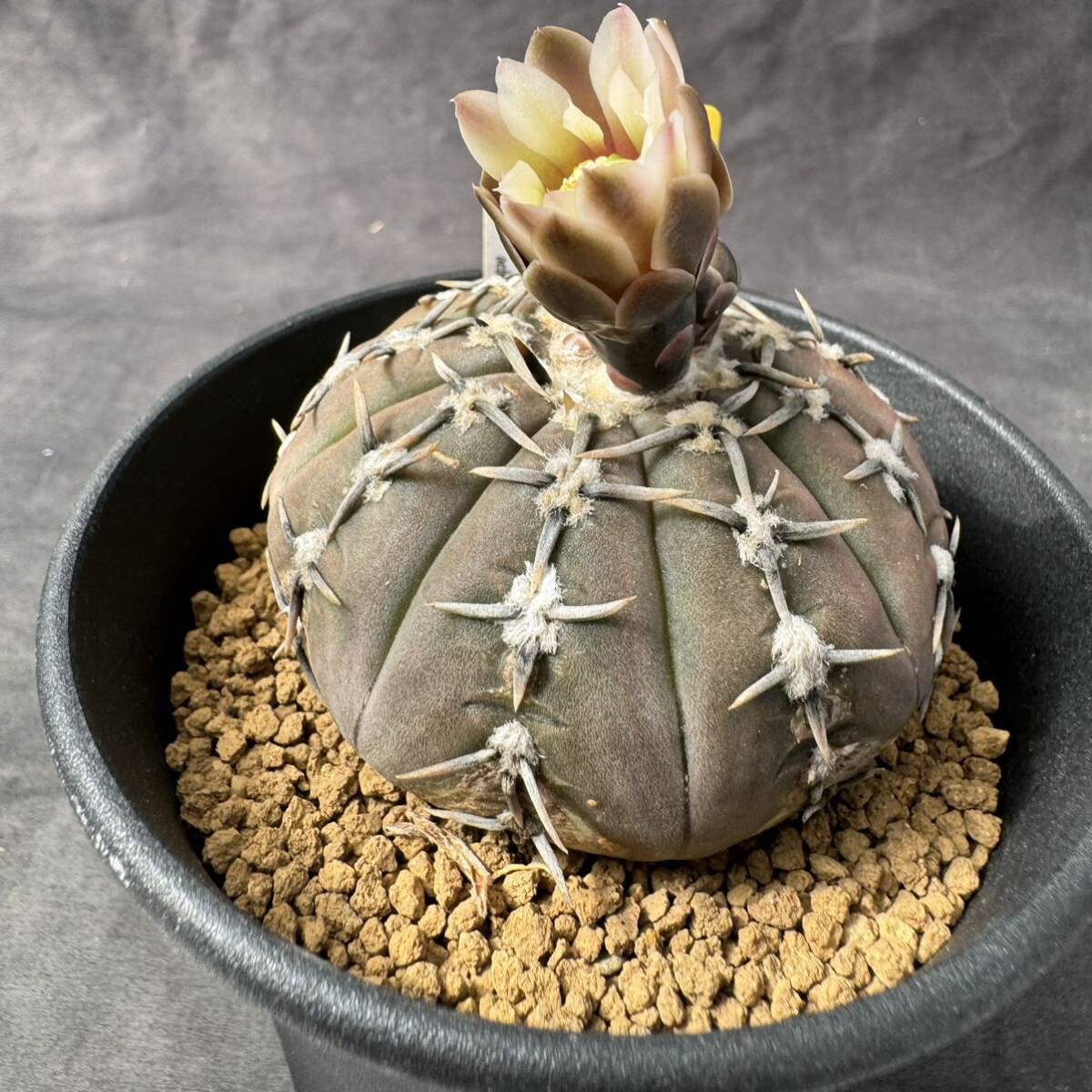 ★奈研★サボテン・多肉植物★796★ギムノカリキュウム　　怪竜丸　Gymnocalycium　ochoterenae v.paucispinum 　実生　約W6.7cm_画像2