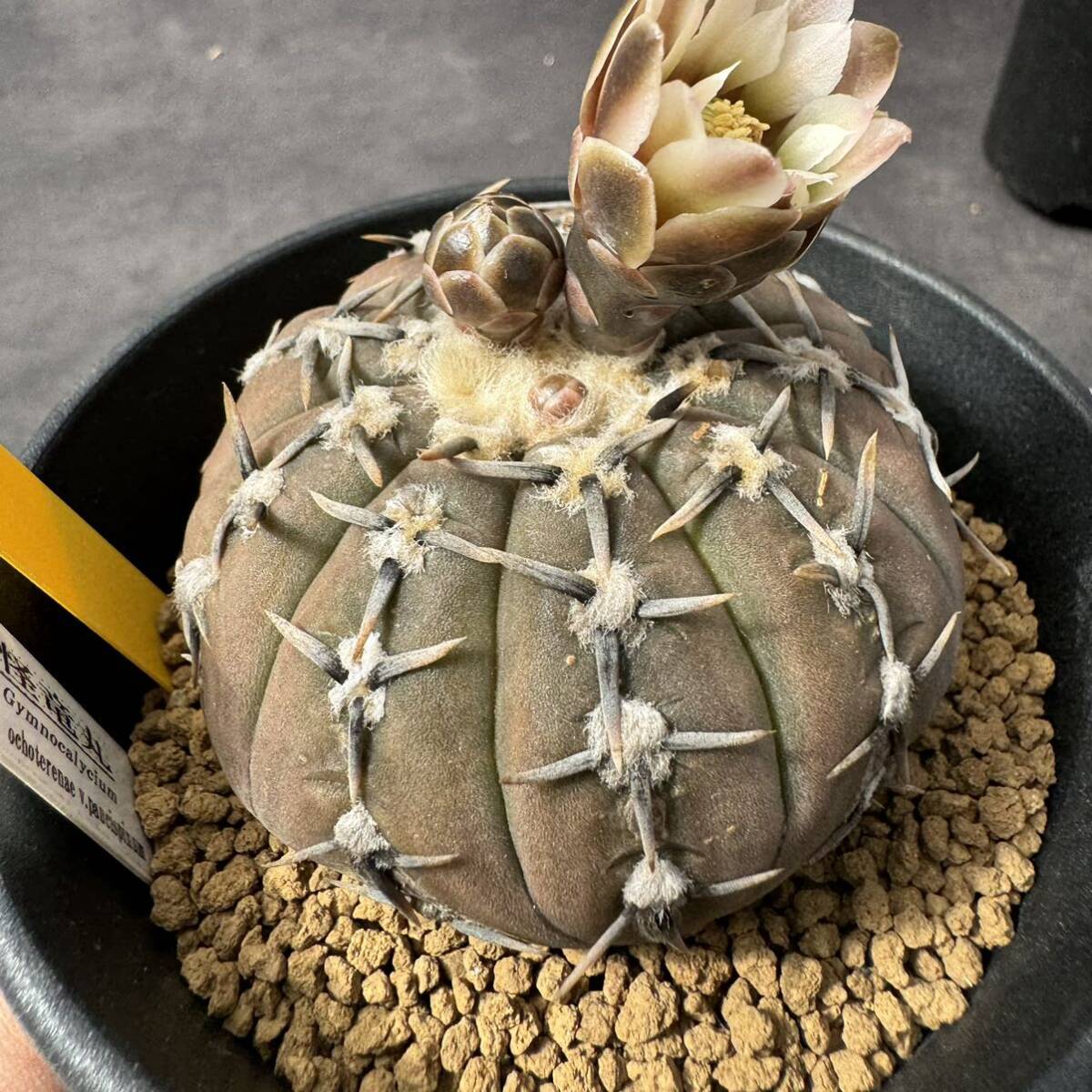 ★奈研★サボテン・多肉植物★796★ギムノカリキュウム　　怪竜丸　Gymnocalycium　ochoterenae v.paucispinum 　実生　約W6.7cm_画像4