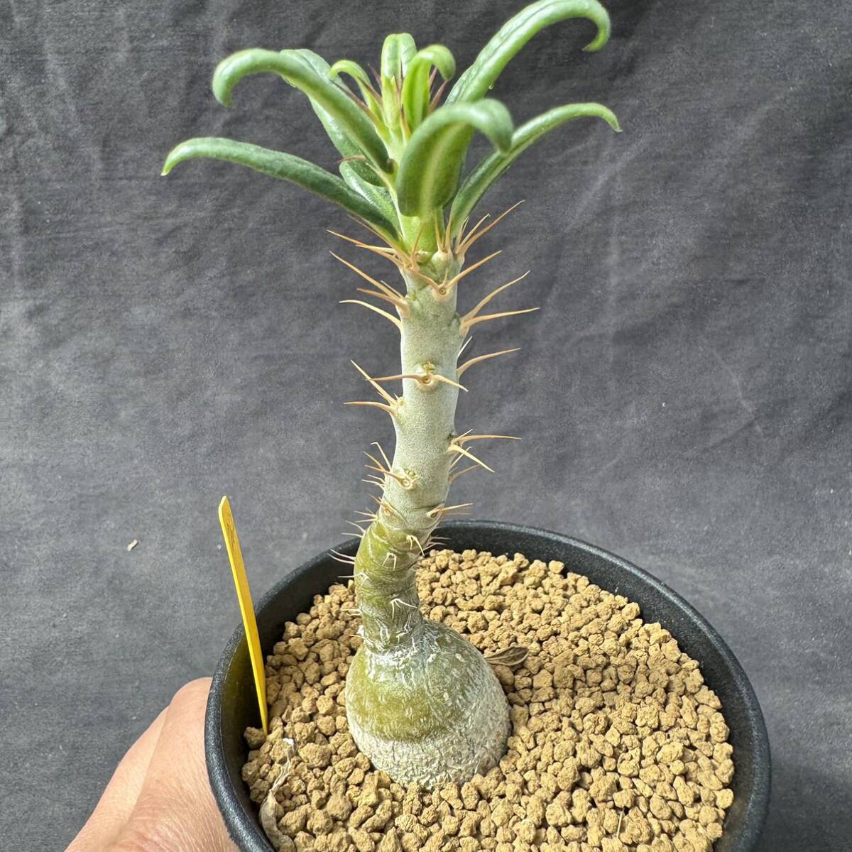★奈研★サボテン・多肉植物★762★パキポディウム　天馬空　Pachypodium　 succulentum　実生　約W2.7cm_画像5