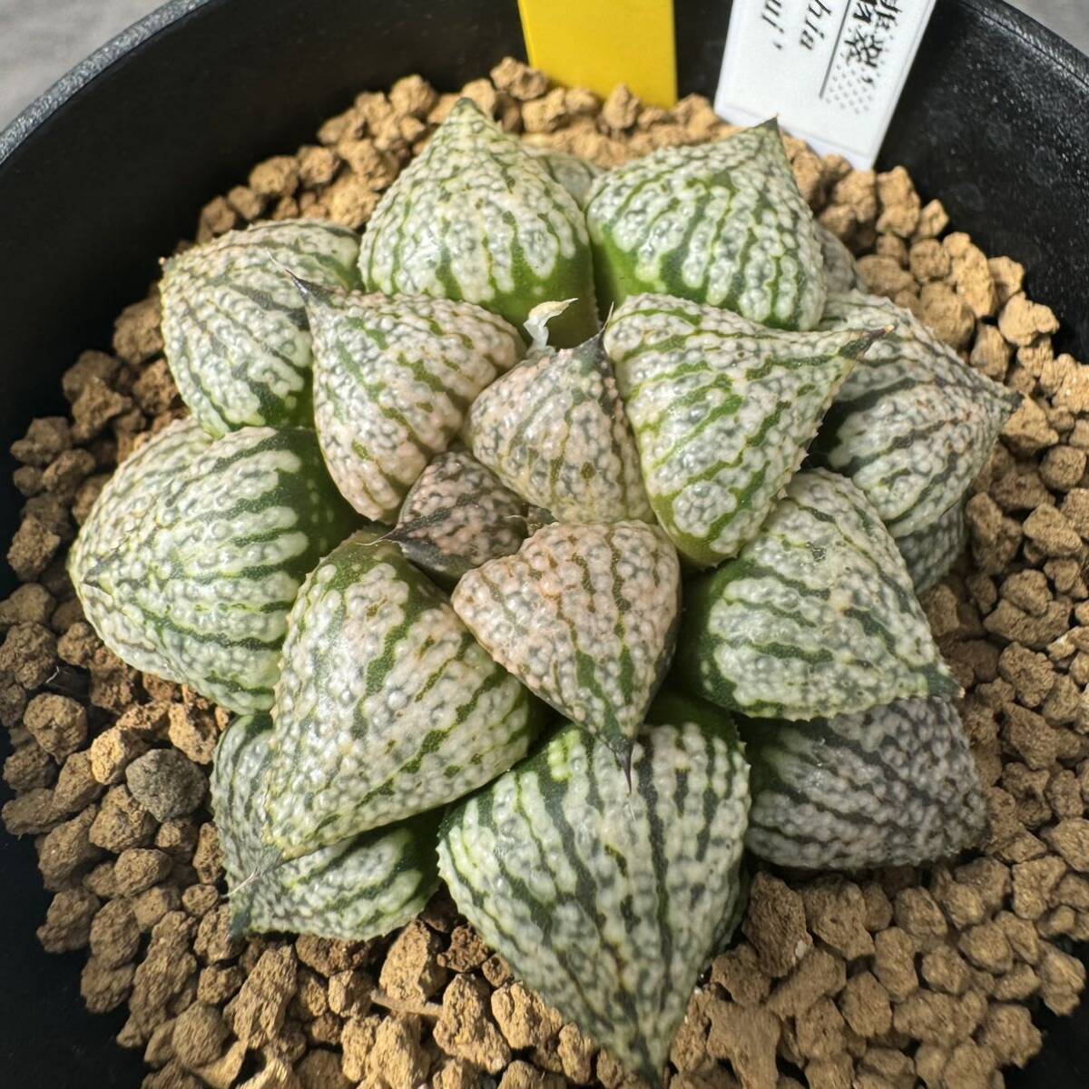 ★奈研★サボテン・多肉植物★719★ハオルシア　ピクタ　翡翠　Haworthia　picta　約W5.9cm_画像1