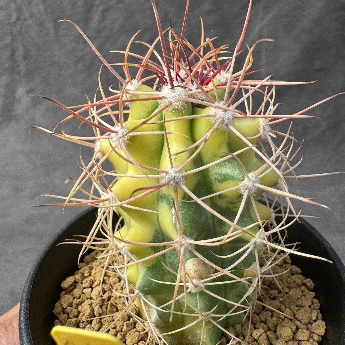 ★奈研★サボテン・多肉植物★767★フェロカクタス　白鳥丸錦　Ferocactus　cylindraceus v.albispinus　varieg. 実生　約W4.7cm_画像3