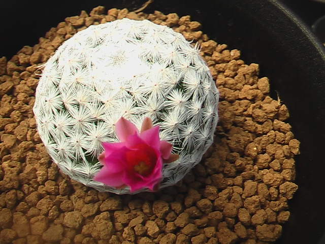 ★奈研★サボテン・多肉植物★512★マミラリア 白鳥 実生 Mammillaria herrerae 約W 3.4cmの画像2