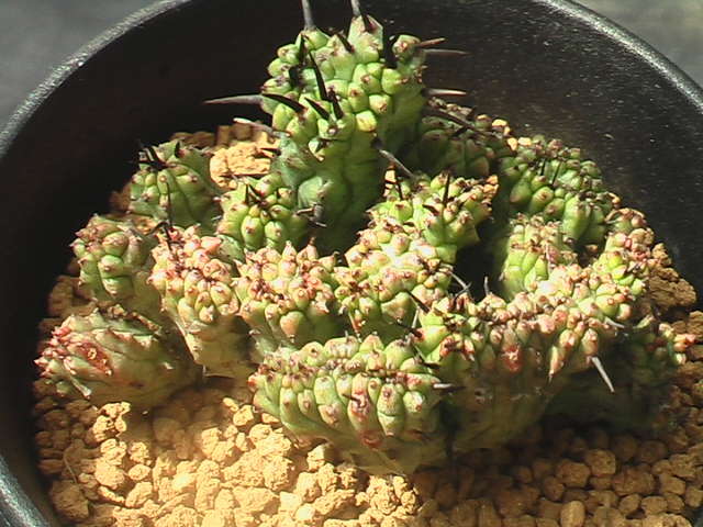 ★奈研★サボテン・多肉植物★602★ ユーホルビア 紅彩閣モンストローサ Euphorbia enopla monst. 約W6.4 cmの画像1