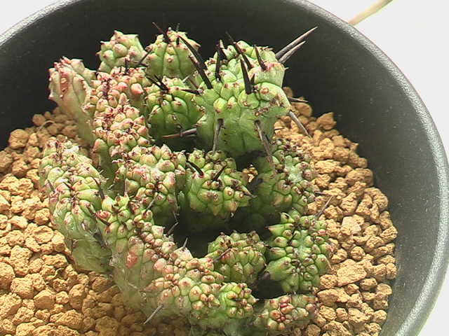 ★奈研★サボテン・多肉植物★602★ ユーホルビア 紅彩閣モンストローサ Euphorbia enopla monst. 約W6.4 cmの画像6